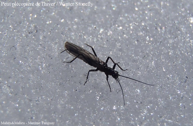 Winter Stonefly