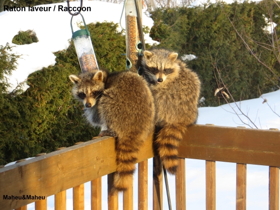 Raccoon