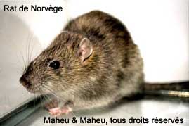 Les indésirables : rats, poux, puces, mouches