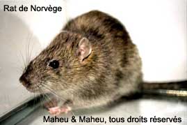 Rat de Norvège