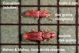 Merchant Grain Beetle