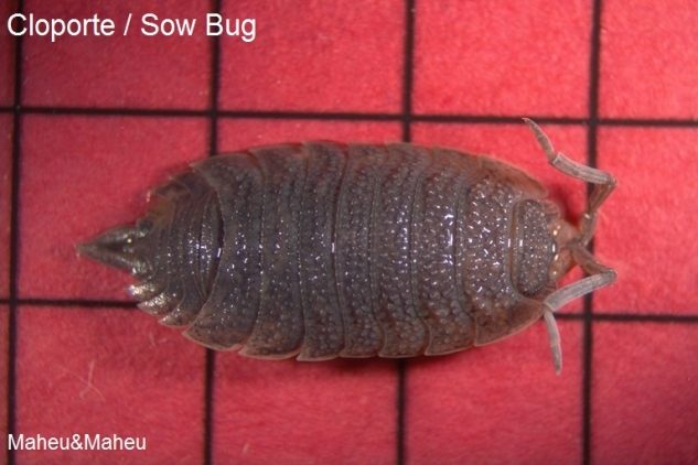 Sow Bug and Pill Bug