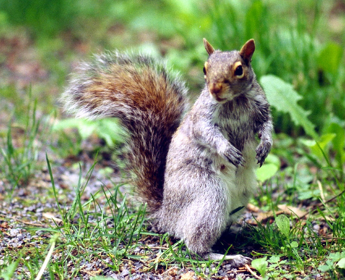 Squirrel - Maheu&Maheu - Pest management