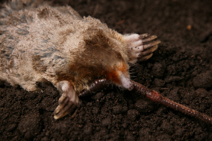 piégeage des taupes  Taupe, Ravageurs du jardin, Piège à taupe